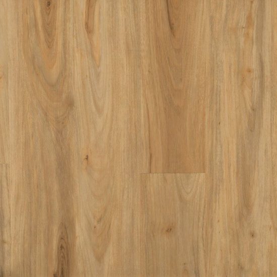 SL Spotted Gum main